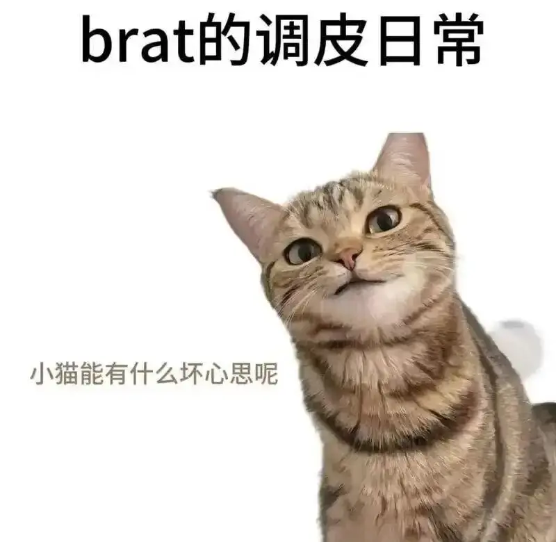 西檬之家-K8猫系字母圈实践指南
